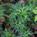 Ranunculus polyanthemoides - Vielblütiger Hahnenfuß (Grundblatt)