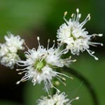 Sanicula europaea - Sanikel