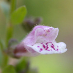 Scutellaria minor - Kleines Helmkraut