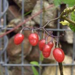 Solanum dulcamara - Bittersüßer Nachtschatten