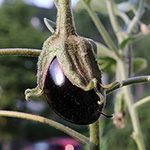 Solanum melongena - Aubergine