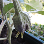Solanum melongena - Aubergine