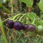 Solanum nigrum ssp. nigrum - Schwarzer Nachtschatten