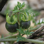 Solanum triflorum - Dreiblütiger Nachtschatten