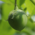 Solanum tuberosum - Kartoffel