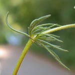 Spergula arvensis - Acker-Spark