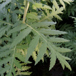 Tanacetum macrophyllum - Großblättrige Wucherblum e