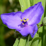 Tradescantia x andersoniana - Dreimasterblume