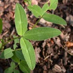 Trifolium medium - Zickzack-Klee