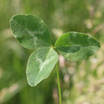 Trifolium pratense - Wiesen-Klee