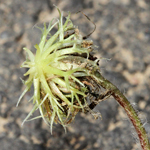 Trifolium subterraneum - Erd-Klee