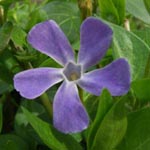 Vinca major - Großblütiges Immergrün