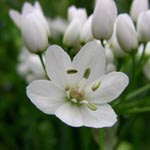 Allium neapolitanum - Neapolitanischer Lauch