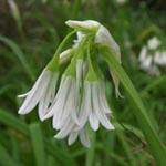 Allium triquetrum - Glöckchen-Lauch - Dreikantiger Lauch