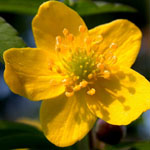 Anemone ranunculoides - Gelbes Windröschen