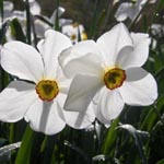 Narcissus - Narzissen