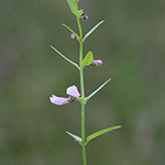 Sctuellaria minor - Kleines Helmkraut