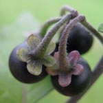Solanum nigrum ssp. schultesii - Behaarter Schwarzer Nachtschatten