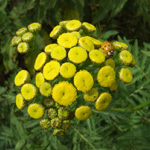 Tanacetum vulgare - Rainfarn