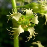 Tellima grandiflora - Falsche Alraunenwurzel