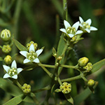 Thesium pyrenaicum - Pyrenäen-Leinblatt