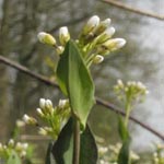 Thlaspi perfoliatum - Stengelumfassendes Hellerkraut