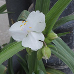Tradescantia ×andersoniana-Gruppe - Dreimasterblume