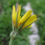 Tragopogon pratensis - Gewöhnlicher Wiesen-Bocksbart