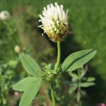 Trifolium alexandrinum - Ägyptischer Klee