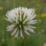 Trifolium montanum - Berg-Klee