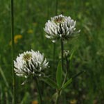 Trifolium montanum - Berg-Klee