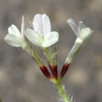 Trifolium subterraneum - Erd-Klee