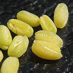 Valerianella carinata - Gekielter Feldsalat