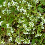 Valerianella locusta - Gewönlicher Feldsalat