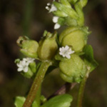 Valerianella rimosa - Gefurchter Feldsalat