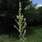 Verbascum lychnites - Mehlige Königskerze