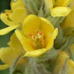 Verbascum thapsus - Kleinblütige Königskerze