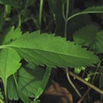 Veronica longifolia - Langblättriger Ehrenpreis