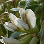 Vicia pannonica - Ungarische Wicke