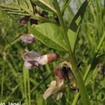 Vicia sepium - Zaun-Wicke