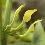 Aristolochia clematitis - Osterluzei