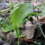 <strong>Giftpflanze des Jahres 2019</strong><br> Aronstab - Arum spp.