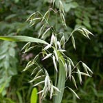 <strong>Arzneipflanze des Jahres 2017</strong><br> Saat-Hafer - Avena sativa