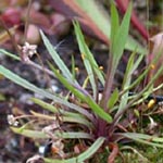 <strong>Wasserpflanze des Jahres 2013</strong><br> Igelschlauch - Baldellia ranunculoides