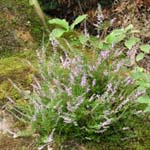 <strong>Blume des Jahres 2019</strong><br> Besenheide - Calluna vulgaris