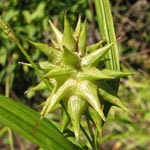 Carex - Seggen