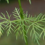 <strong>Arzneipflanze des Jahres 2016</strong><br> Echter Kümmel - Carum carvi