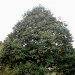 <strong>Baum des Jahres 2018</strong><br> Ess-Kastanie - Castanea sativa