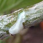 <strong>Arzneipflanze des Jahres 2021</strong><br> Myrrhe - Commiphora myrrha