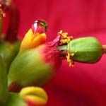 Euphorbia pulcherrima - Weihnachtsstern